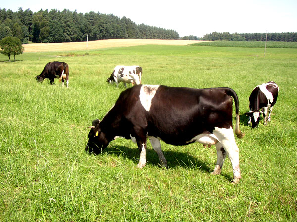 Krowy łaciate