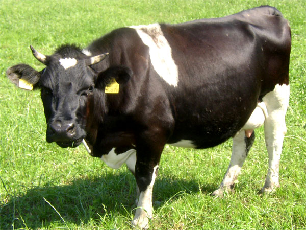 Krowa łaciata
